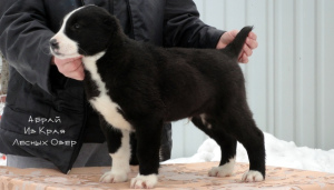 Additional photos: Central asian shepherd dog