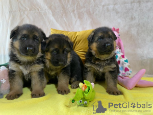 Photo №2 to announcement № 43101 for the sale of german shepherd - buy in Poland breeder