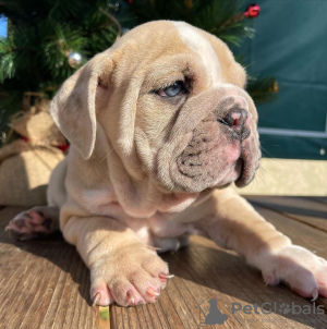 Photo №1. english bulldog - for sale in the city of Wyoming | 300$ | Announcement № 36284