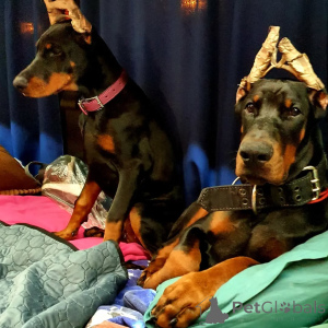 Photo №2 to announcement № 149009 for the sale of dobermann - buy in Germany private announcement