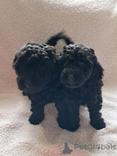 Photo №1. poodle (toy) - for sale in the city of Gioleika | 413$ | Announcement № 172464