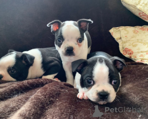 Photo №3. Boston Terrier puppies. Estonia