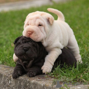Photo №1. shar pei - for sale in the city of Валлетта | Is free | Announcement № 82064