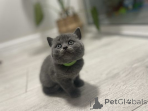 Photo №1. british shorthair - for sale in the city of Alsdorf | 361$ | Announcement № 164554