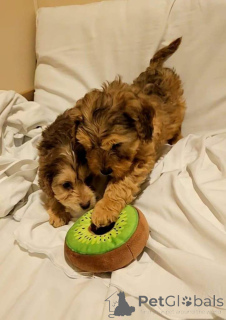 Photo №1. english cocker spaniel - for sale in the city of Bleialf | 392$ | Announcement № 166925