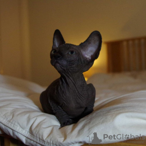 Photo №1. sphynx cat - for sale in the city of Москва | 1200$ | Announcement № 109503