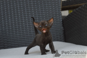 Photo №3. Devon Rex kittens ready now for sale. Spain