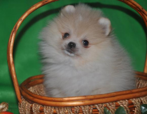 Photo №2 to announcement № 1127 for the sale of pomeranian - buy in Russian Federation from nursery
