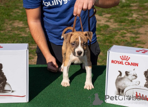 Photo №4. I will sell american staffordshire terrier in the city of Obrenovac. breeder - price - negotiated