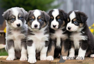 Photo №1. border collie - for sale in the city of Dusseldorf | 774$ | Announcement № 160509