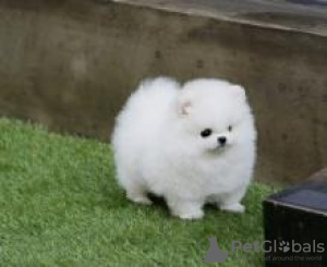 Photo №1. pomeranian - for sale in the city of Siófok | negotiated | Announcement № 58244