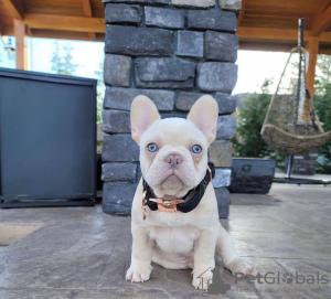 Photo №3. french bulldog. Germany