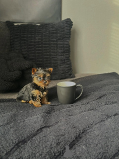 Photo №1. yorkshire terrier - for sale in the city of Munich | negotiated | Announcement № 168619