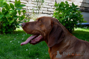 Photo №3. Hungarian short -haired Hungarian puppies. Serbia