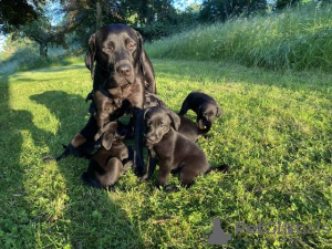 Photo №3. Black Drakeshead Lineage KC registered Labrador Puppies. United States