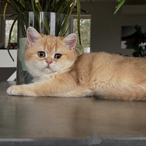 Photo №3. From Shimmering Coats to Gentle NatureChinchilla Kittens Have It All. Germany