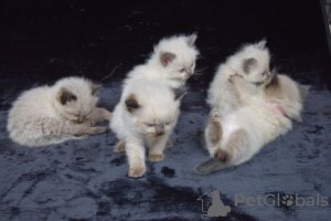 Photo №2 to announcement № 121795 for the sale of ragdoll - buy in Spain private announcement, breeder