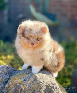 Photo №3. Toilet trained pomeranian. Estonia