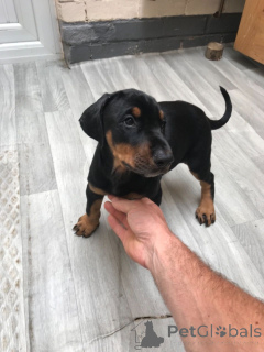 Photo №2 to announcement № 139212 for the sale of scottish deerhound - buy in United States breeder