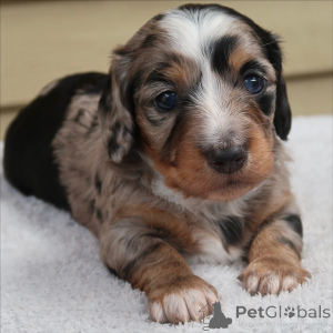Photo №1. dachshund - for sale in the city of Blatten | negotiated | Announcement № 159136