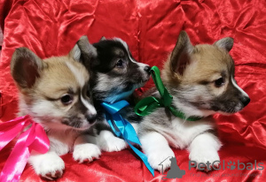 Photo №1. welsh corgi - for sale in the city of Minsk | 1520$ | Announcement № 9285