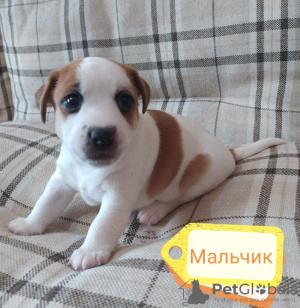 Photo №2 to announcement № 19354 for the sale of jack russell terrier - buy in Russian Federation private announcement