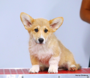 Photo №1. welsh corgi - for sale in the city of Москва | 871$ | Announcement № 2907