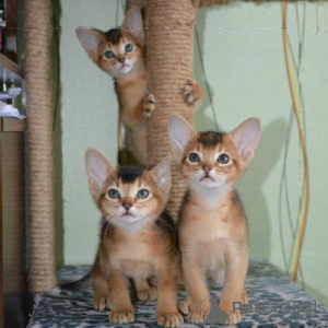 Photo №1. abyssinian cat - for sale in the city of Saint-Zhil | negotiated | Announcement № 160487