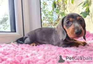 Photo №2 to announcement № 32044 for the sale of dachshund - buy in Germany private announcement