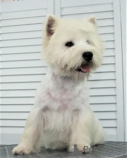 Photo №1. west highland white terrier - for sale in the city of Москва | 651$ | Announcement № 68882
