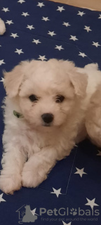 Photo №2 to announcement № 85862 for the sale of bichon frise - buy in Poland breeder