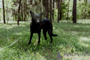 Photo №2 to announcement № 150633 for the sale of non-pedigree dogs - buy in Belarus private announcement