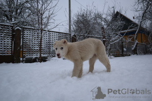 Photo №4. I will sell caucasian shepherd dog in the city of Minsk. breeder - price - negotiated