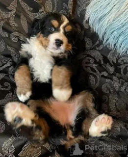 Photo №2 to announcement № 96952 for the sale of bernese mountain dog - buy in Finland private announcement