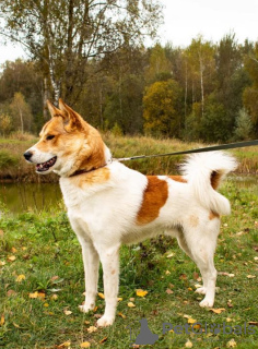 Photo №3. A tall, bright, handsome Denver boy is looking for a home.. Russian Federation