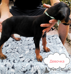 Photo №2 to announcement № 65582 for the sale of dobermann - buy in Uzbekistan private announcement