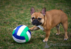 Photo №3. Premium French Bulldog Puppies for Sale Platinum & Black Males and Females. France