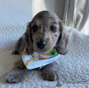 Photo №3. Miniature Dachshund Puppies - Cute, Playful, and Ready for Love!. United States