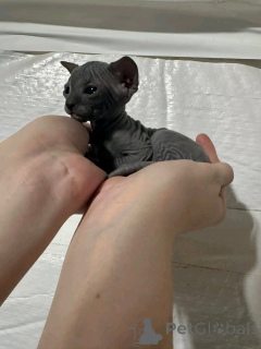 Photo №2 to announcement № 138832 for the sale of sphynx cat - buy in Germany breeder