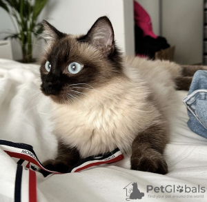 Photo №3. Ragdoll. Germany