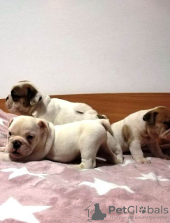 Photo №3. English bulldog puppies. Serbia