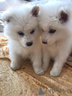 Photo №2 to announcement № 160012 for the sale of samoyed dog - buy in Latvia private announcement