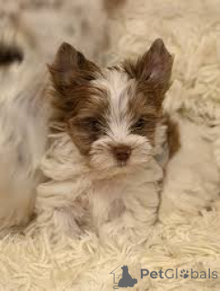 Photo №2 to announcement № 166590 for the sale of yorkshire terrier - buy in Belgium private announcement, breeder
