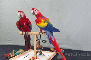 Photo №1.  - for sale in the city of Dusseldorf | Is free | Announcement № 162291