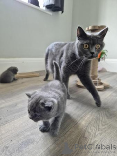 Photo №1. british shorthair - for sale in the city of Wülfrath | 370$ | Announcement № 119431