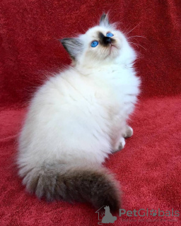 Photo №1. birman - for sale in the city of Prague | 497$ | Announcement № 13787