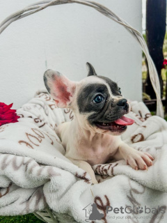 Photo №4. I will sell french bulldog in the city of Sremska Mitrovica. breeder - price - negotiated