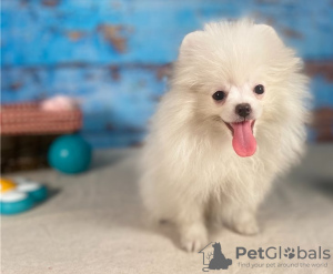 Photo №1. pomeranian - for sale in the city of Paris | Is free | Announcement № 12632