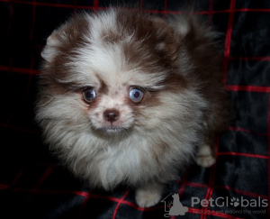Photo №4. I will sell pomeranian in the city of Москва. private announcement - price - negotiated