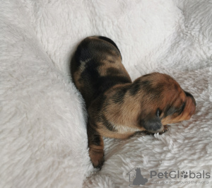 Photo №3. Zenki dachshund rabbit-miniature. Italy